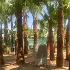 نخيل واشنطني ابو مروحه ملكي للبيع سعر الجمله
