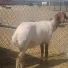 حلاق غنم بماكينا