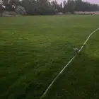 للبيع نجيله طبيعيه