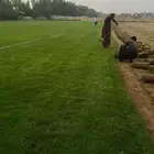 نجيله خضراء