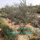 تقليم الزيتون والاشجار المثمرة