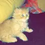 قط شيرازي لون بني مع ابيض عمر شهرين 