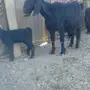 معزا ولد لبيع 