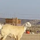 مشروع فحل حري صنف