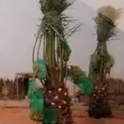 نخل نخيل وشنطني نخل زينه