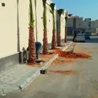 توريد وتركيب جميع انواع نخيل
