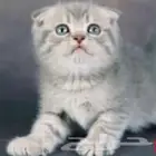 سكوتش فولد بيور