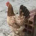 دجاجة بلدية العمر العمر بين ثمانية إلى تسع شهور