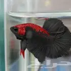 انثى سمك فايتر لحق ع الزين كمية محدوده