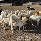 طليان رفيدي تربيه لأهل الكشتات والثلاجة