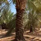 نعمل جميع اشغال النخيل