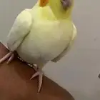 فرخ كرون وليف