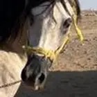 خيل