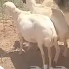 شياه حيل ضحايا