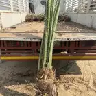 يوجد لدينا نخل عربي والواشنطني للبيع للتواصل  0