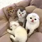 مطلوب كيتن سكوتش فولد أنثى