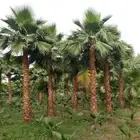 نخل واشنطني زينه للبيع على جميع المقاسات والأشكال المختلفه