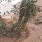 يوجد لدينا فسائل خلاص وخظري