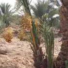 نخل مثمر عربي واشنطني نخيل سكري اخلاص صقعي مجدول هلالي سلج