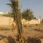 نخل مثمر نقايل فسايل اخلاص برحي سكري نخيل ونانه خضري عجوه