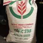 بذور برسيم امريكي