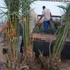 نخل واشنطني عربي مثمر نخيل برحي صقعي مجدول عجوه سكري ونانه