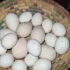 بيض رومي   بيض دجاج هجين تركي