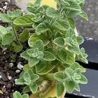 بذور زعتر البلدي