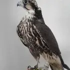 مطلوب طير وكري