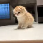 بسه صغيره للبع