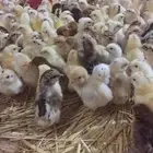 للبيع صوص بلدي الموقع الخرج