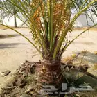 يوجدلدينا نخل بجميع انواعه وجميع المقاسات متوفره الطائف جده
