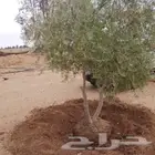 زيتون للبيع نقوم بتوريد اشجار الزيتون ونقلها وقلعها وغرسها