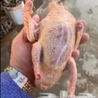 زغاليل حمام بلدي