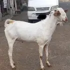 تيس هجين