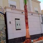 نخل واشنطن للبيع