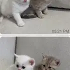 قطط سكوتش