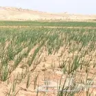 للبيع رشاش بصل