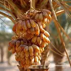 نخيل عربي وشنطونيا ازينه بجميع المقاسات