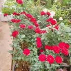 صيانه وتنسيق الحدائق فنى زراعى أبو سجي