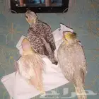 ماشاء الله تبارك الله طيور كروان للبيع العمر 20 يوم