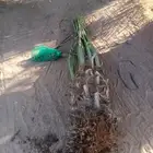 نخيل مثمر للبيع صقعي سكري اخلاص هلالي مجدوله شيشي زاملي