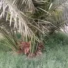 بيع جميع انواع النخيل