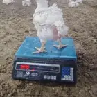 مطلوب كميات دجاج ابيض لاحم و حمام فرنساوي وبط