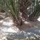 يو جد لدينا نخيل سكري برحي اخلاص وشنطن امريكي