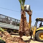يوجد الدنيا جميع انواع انخيل وشنطن