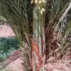 يوجد لدينا نخل طيب وبسعار مناسبه