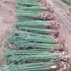 نخل مشكل متوجد في تبوك