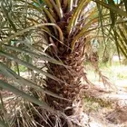 نعمل بتوريد وزراعة النخيل بجميع انواعه لتواصل