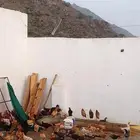 دجاج بلدي بياض